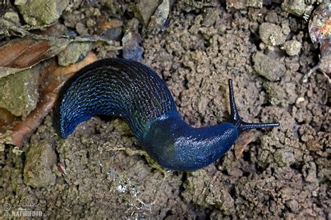 Bielzia coerulans, a kék meztelencsiga