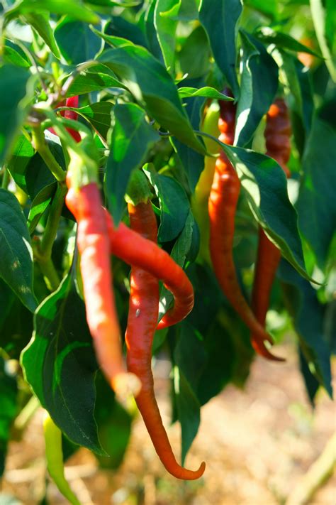 chili farm bemutató