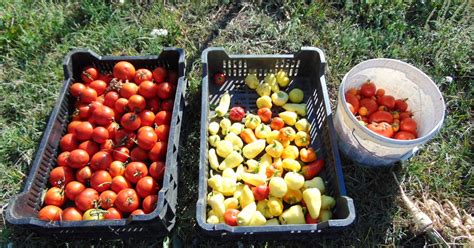 Chili paprika szüret