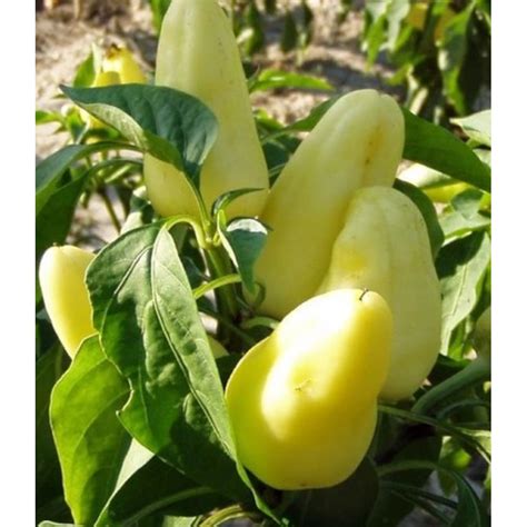 Fehérözön paprika növény és termése
