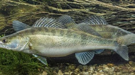 Kapitális amur fogása horgászzsinórral