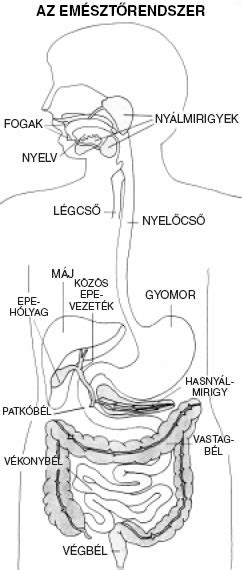 Az emésztőrendszer felépítése és a gyulladásos területek