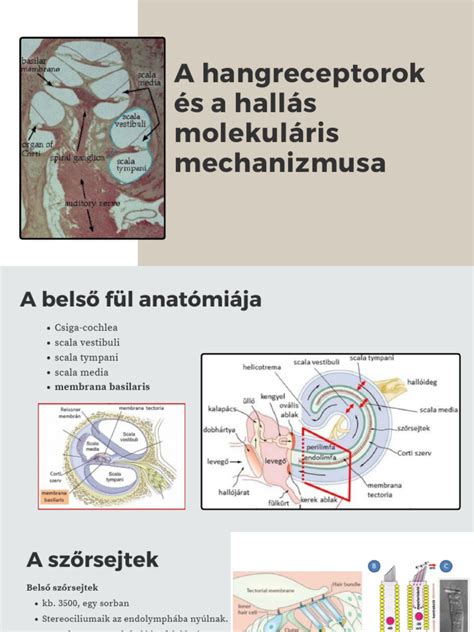 A gyulladás molekuláris mechanizmusa