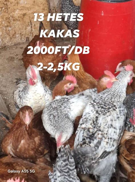 különböző fajtájú baromfi kakasok csoportja