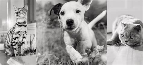 kutyák és macskák számára testreszabott Royal Canin tápok