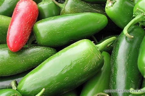 Jalapeno paprika a növényen