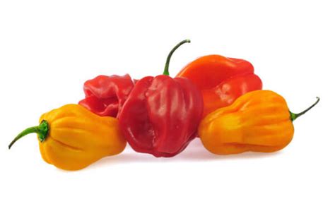 narancssárga habanero paprika