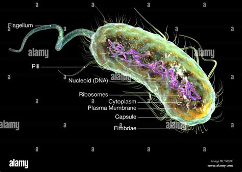 E. coli baktérium mikroszkopikus képe