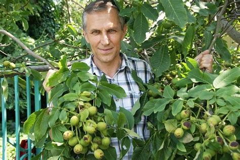 Különböző diófajták és dióbelek