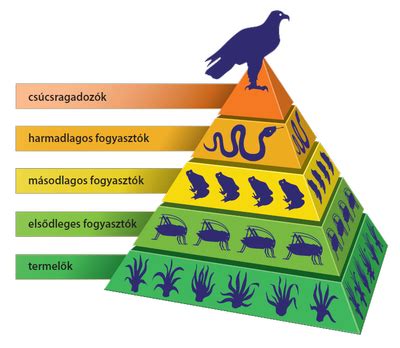 Ökológiai piramis