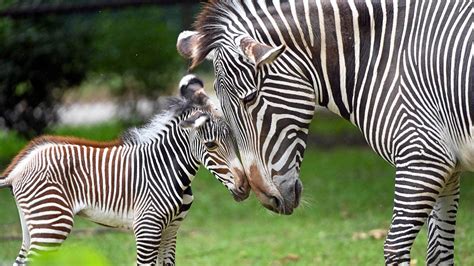 zebra mintázatú tészta