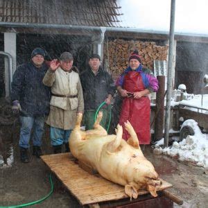 hagyományos disznóvágási eszközök készlete