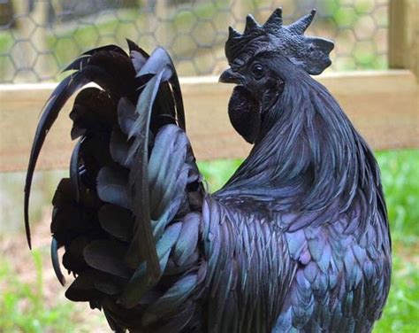 egy gyönyörű, teljesen fekete Ayam Cemani kakas teljes alakos képe
