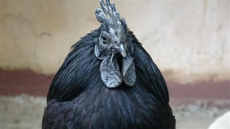 infografika az Ayam Cemani és más baromfifajták tojásainak összehasonlításáról