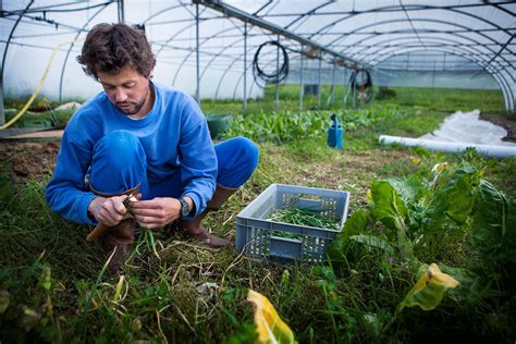 Sustainable farming practices with fresh cucumbers
