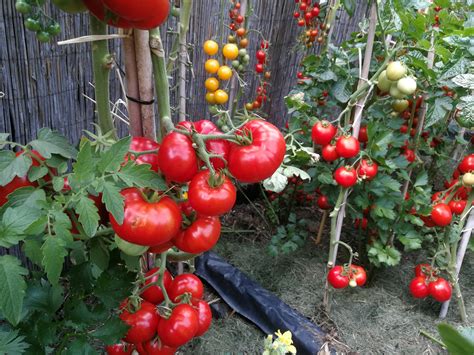 nevetséges növények