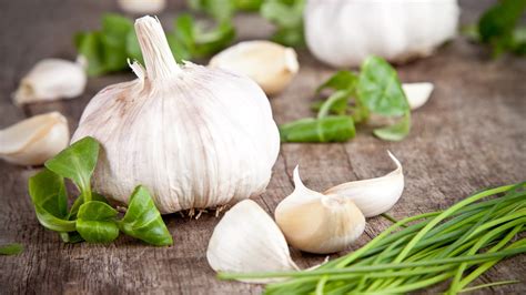 fokhagyma immunerősítő hatásának szemléltetése