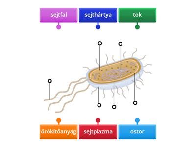 Diagram az élelmiszerbiztonságról és a baktériumok szaporodásáról hőmérséklet függvényében