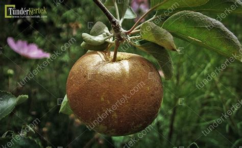 Bőralma