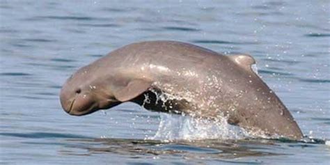 Kúposfejű delfin úszik a sekély vízben