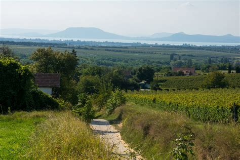 Balatonlellei borpince és a Kishegy szőlőültetvényei