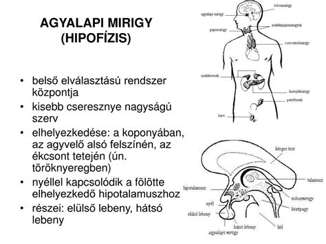 Az agyalapi mirigy elhelyezkedése és hormontermelése