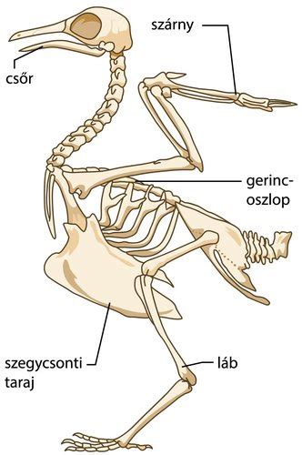 Csirke anatómia ábra