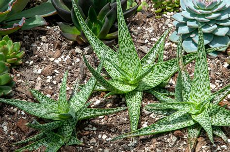 Aloe vera növény és erdei gyümölcsök
