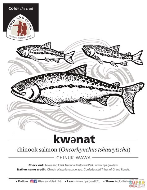 Chinook lazac