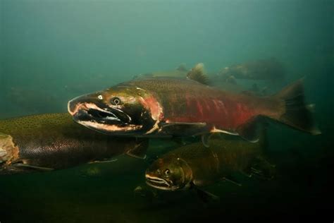 Coho lazac