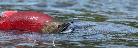 Sockeye lazac