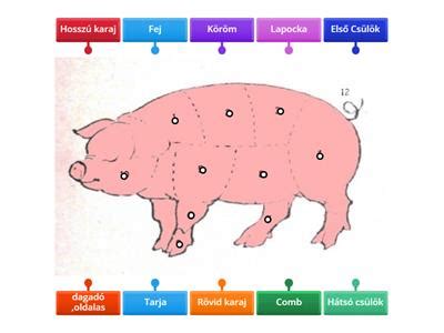 Különböző sertéshúsrészek anatómiai diagramja