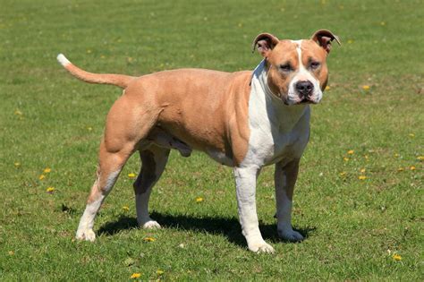 Amerikai Staffordshire Terrier portré
