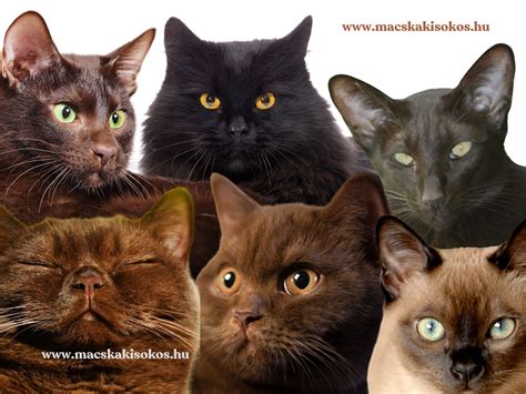 Különböző fánktöltelékek