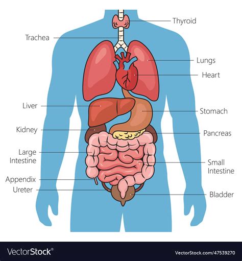 Sütőhőmérséklet diagram