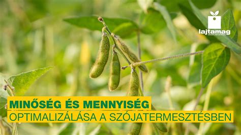 minőség és mennyiség diagram
