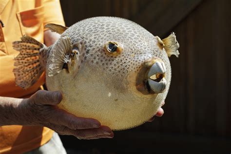 Fugu, a mérgező gömbhal