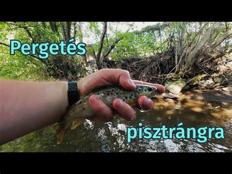 Patakban úszó pisztráng