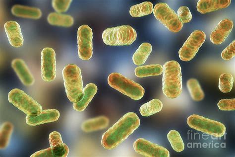 Listeria baktérium mikroszkópos képe