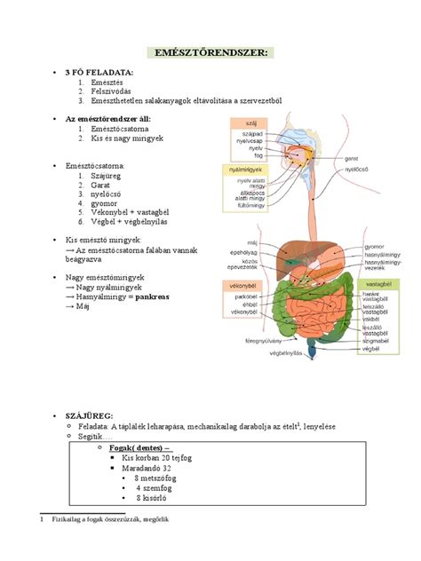 Emésztőrendszer diagramja