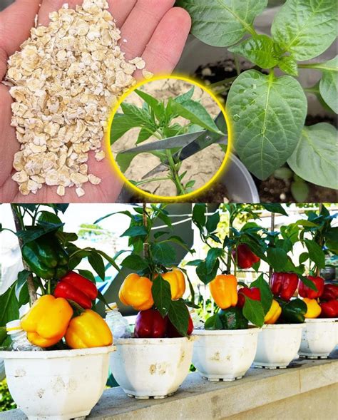 Ideális talaj a paprika termesztéséhez