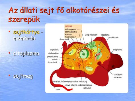 Állati eredetű és növényi tejszín összehasonlítása