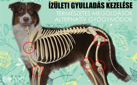 A kutya ízületi gyulladásának gyakori tünetei