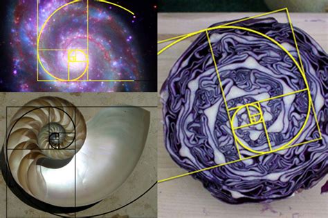 Fibonacci portréja és számsor