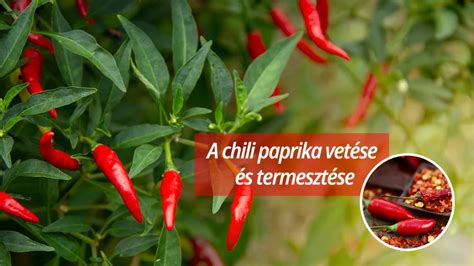 Különböző méretű cserepek chili paprika termesztéshez