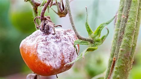 A Botrytis cinerea által okozott szürkepenész megjelenése káposztalevélen