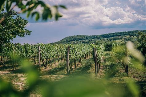 Szekszárdi borvidéki vendéglő hangulata