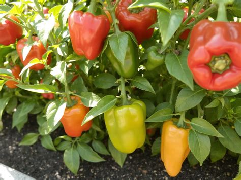 Cseresznye erős paprika bőséges termése a kertben