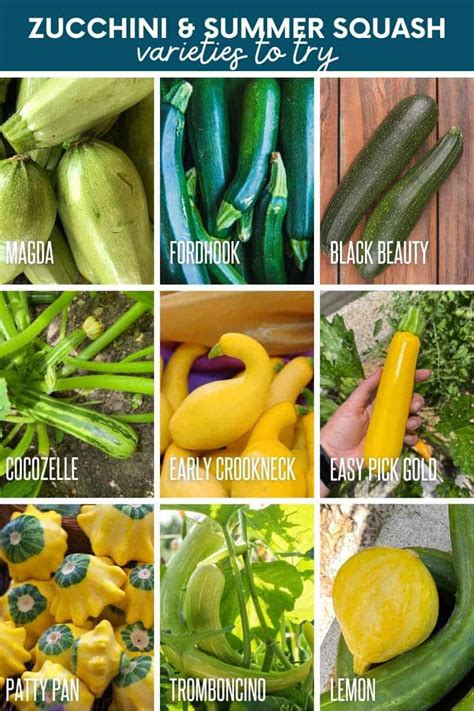 Zucchini varieties and uses