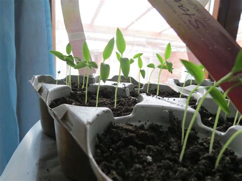 Paprika palántanevelés
